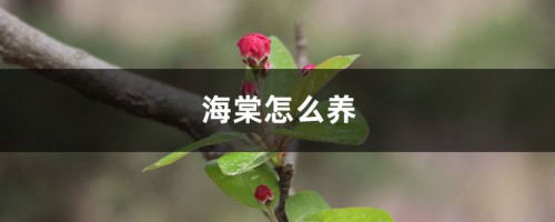 海棠怎么养，盆栽有什么注意事项