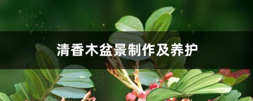 清香木盆景制作及养护