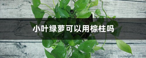 小叶绿萝可以用棕柱吗