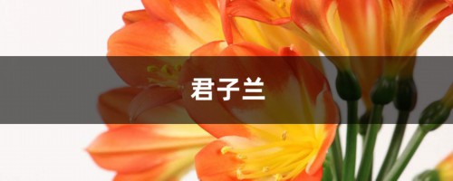 君子兰栀子，猛灌啤酒，叶子油绿花爆开！