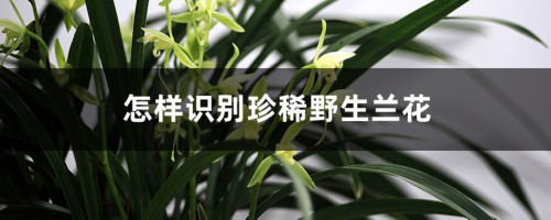 怎样识别珍稀野生兰花