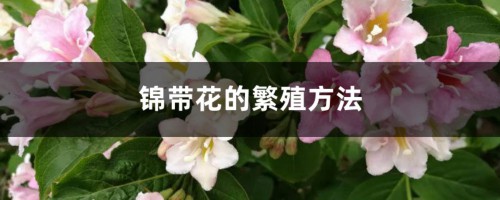 锦带花的繁殖方法